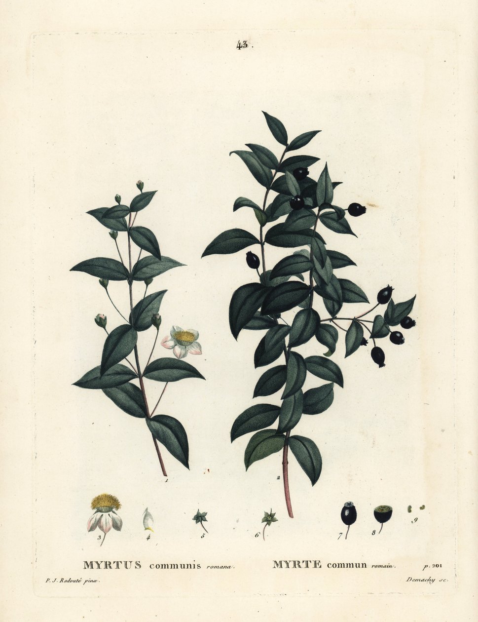 Gewone mirte, Myrtus communis. Handgekleurde stipple gravure door Demachy naar een illustratie van Pierre-Joseph Redoute uit Henri Louis Duhamel du Moncel