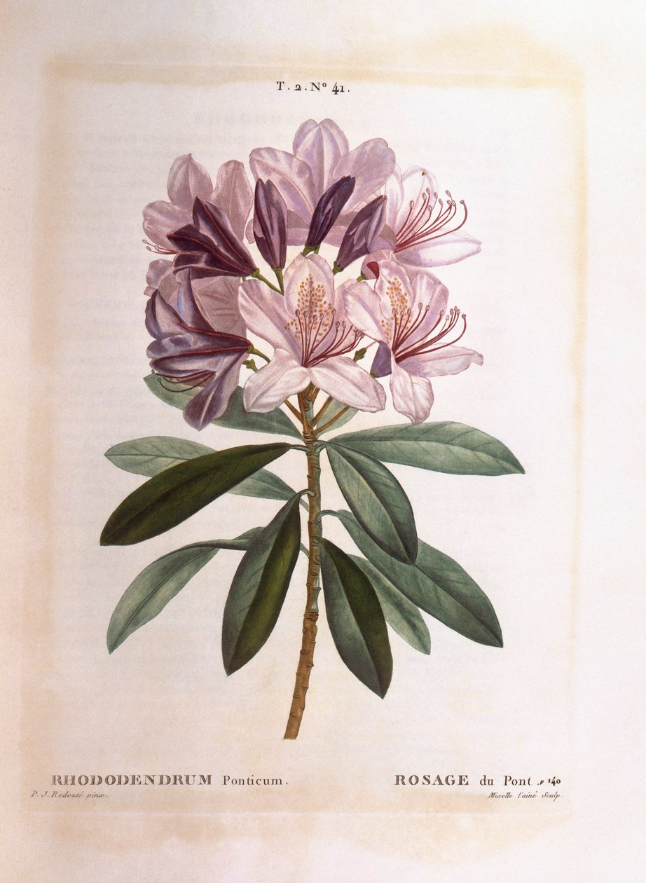 Gewone rododendron (Rhododendron ponticum), Henry Louis Duhamel du Monceau, botanische plaat door Pierre Joseph Redouté door Pierre Joseph Redouté