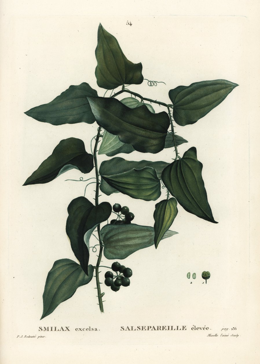 Gewone smilax, Smilax aspera door Pierre Joseph Redouté