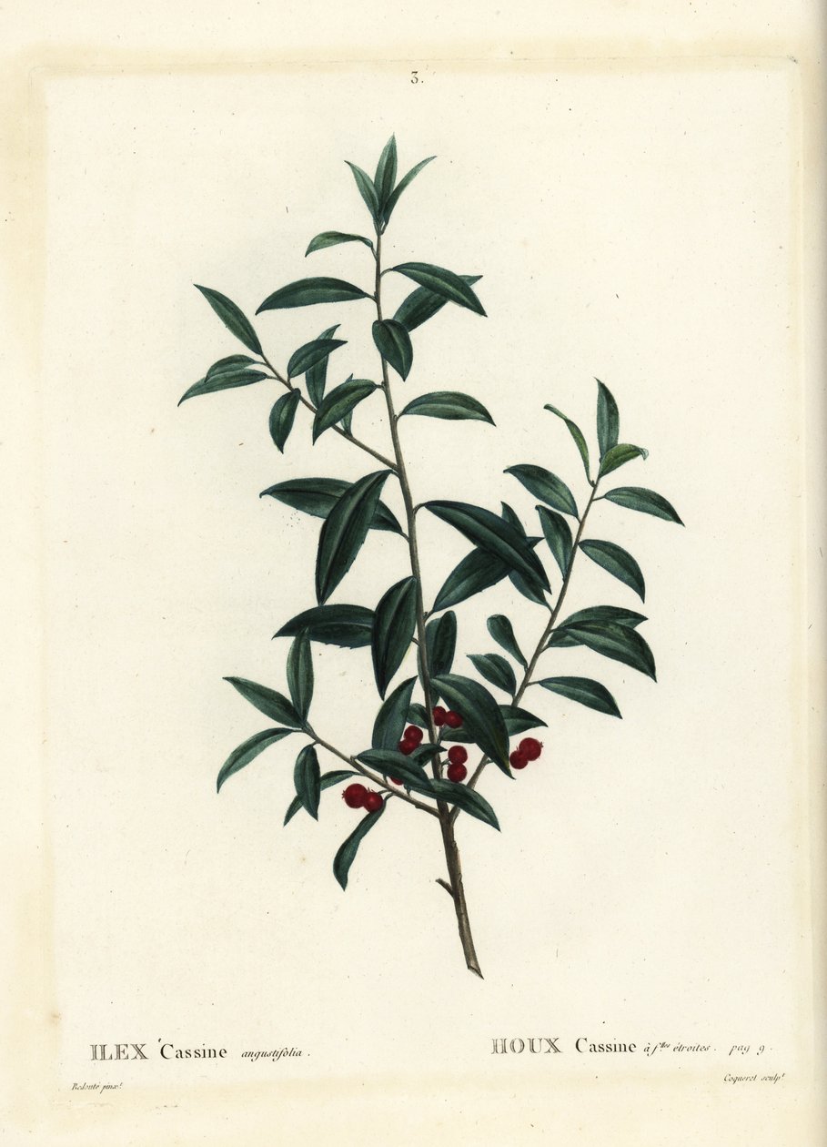 Dahoon hulst of cassina, Ilex cassine. Handgekleurde stipple gravure door Coqueret naar een illustratie van Pierre-Joseph Redoute uit Henri Louis Duhamel du Moncel