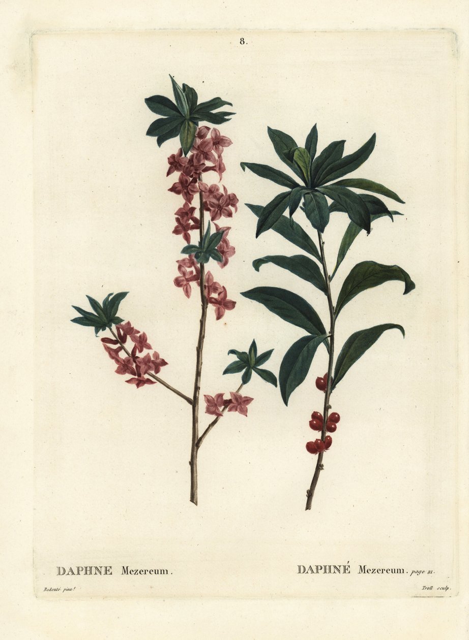 Daphne of mezereon, Daphne mezereum. Handgekleurde stipple gravure door Troll naar een illustratie van Pierre-Joseph Redoute uit Henri Louis Duhamel du Moncel