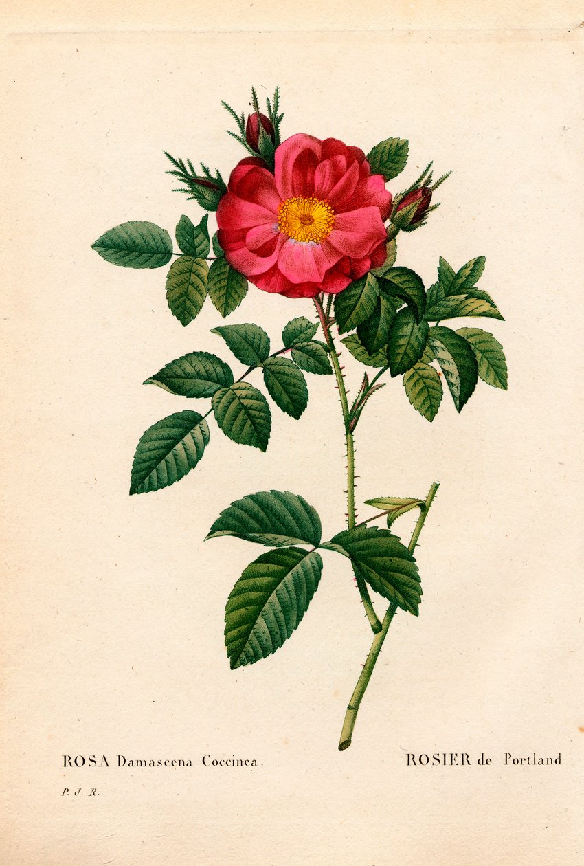 Hertogin van Portland roos, Rosa portlandica, Portland roos door Pierre Joseph Redouté