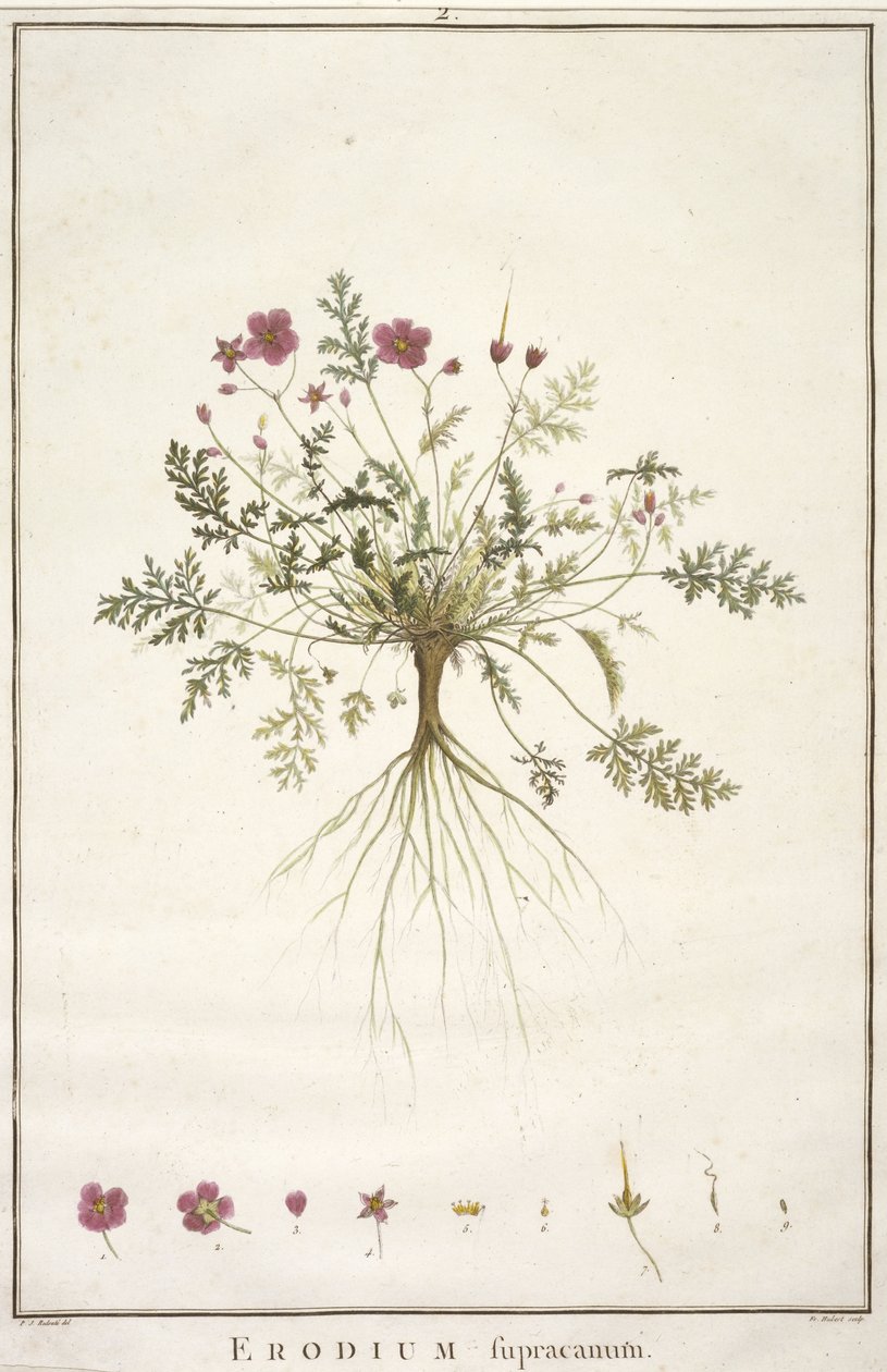Erodium supracanum, uit Geraniologia, seu Erodii, Pelargonii, Monsoniae et Grieli historia iconibus illustrata, 1787-88 (handgekleurde gravure) door Pierre Joseph Redouté