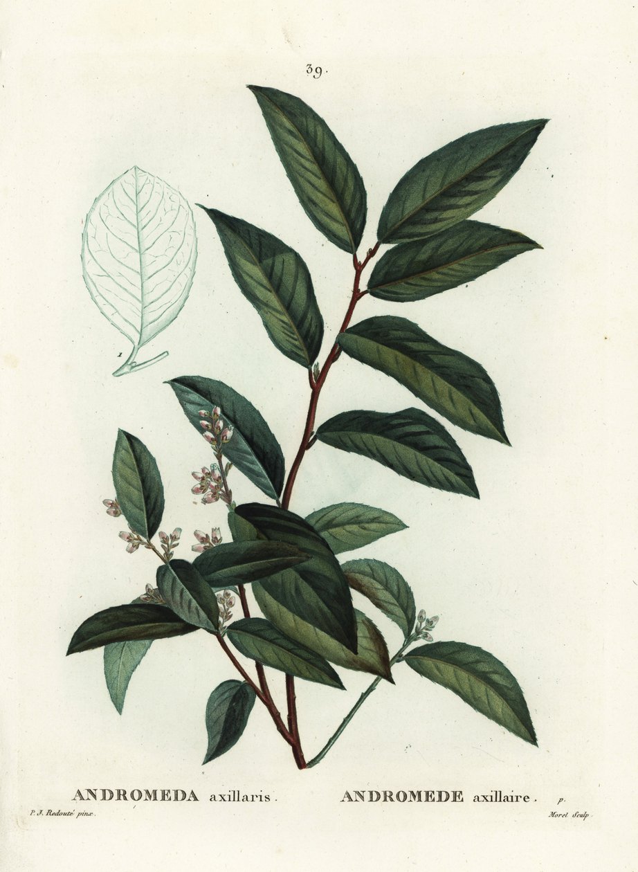 Fetterbush, Andromeda axillaris. Handgekleurde stipple gravure door Moret naar een illustratie van Pierre-Joseph Redoute uit Henri Louis Duhamel du Moncel