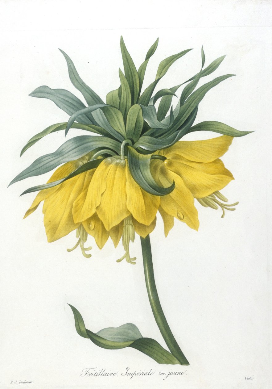 Fritillaire, Imperiale variété jaune, uit Choix Des Plus Belle Fleurs et des Plus Beaux Fruits, 1827 door Pierre Joseph Redouté
