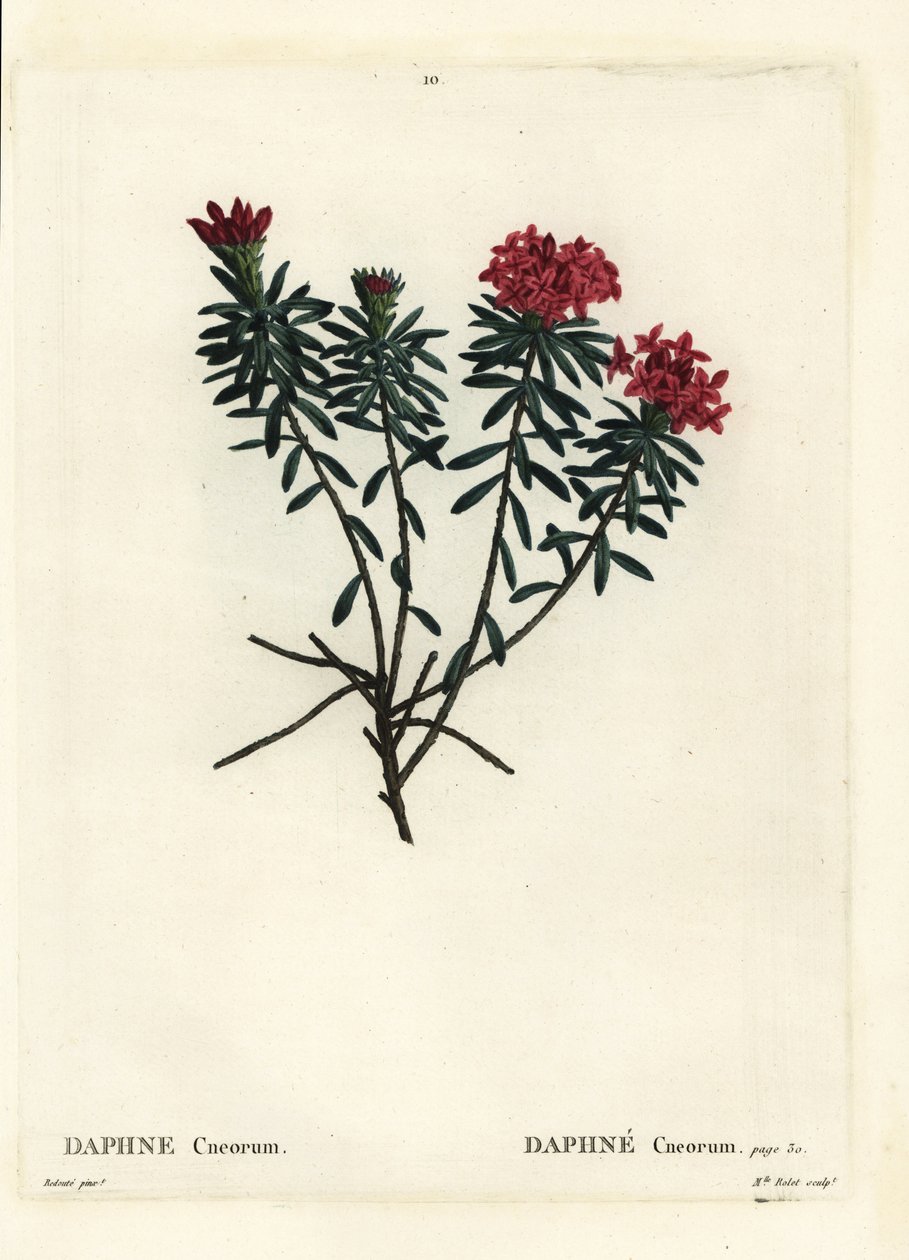 Guirlandebloem roos goud daphne, Daphne cneorum. Handgekleurde stipple gravure door Miss Rolet naar een illustratie van Pierre-Joseph Redoute uit Henri Louis Duhamel du Moncel