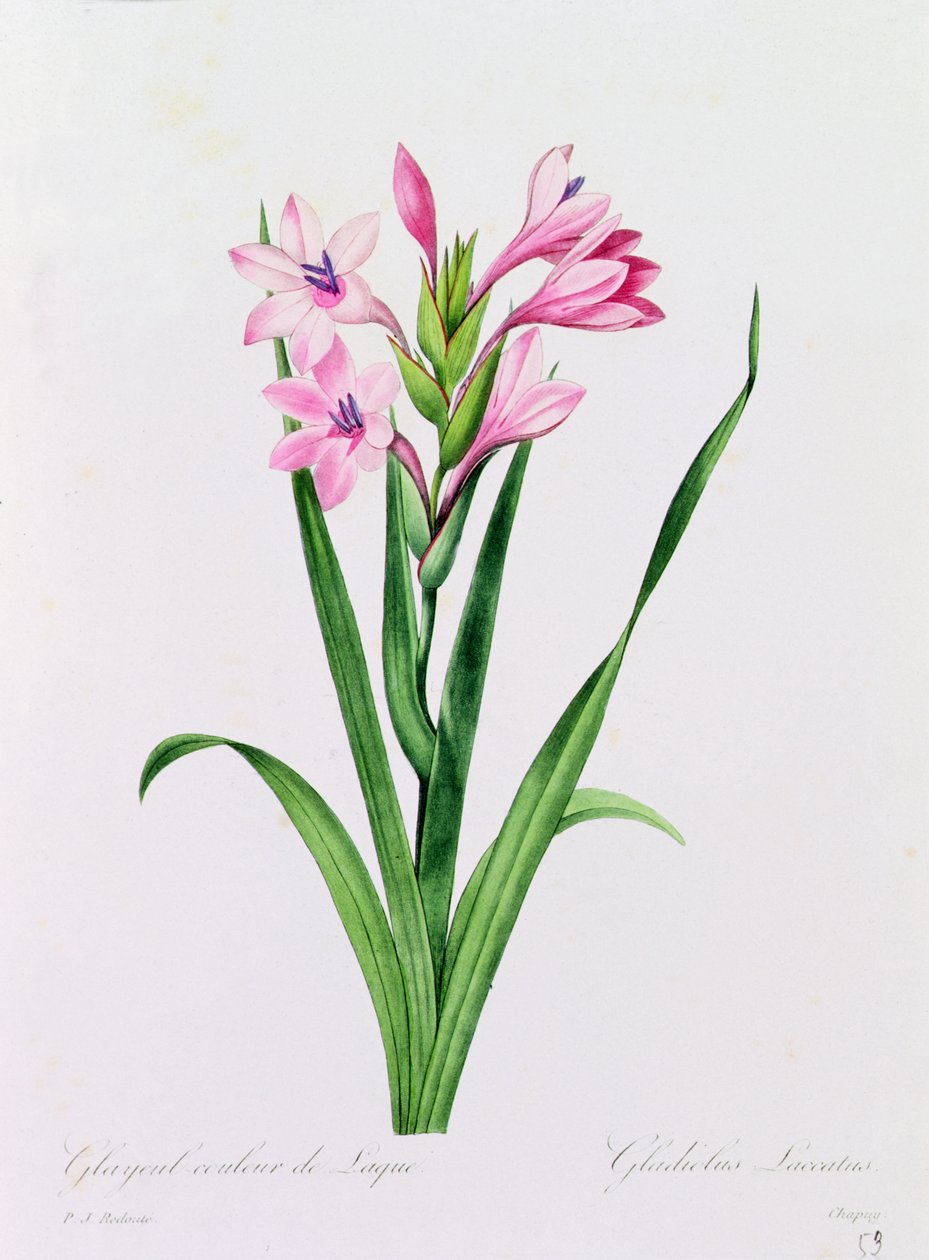 Glayeul Couleur de Laque door Pierre Joseph Redouté