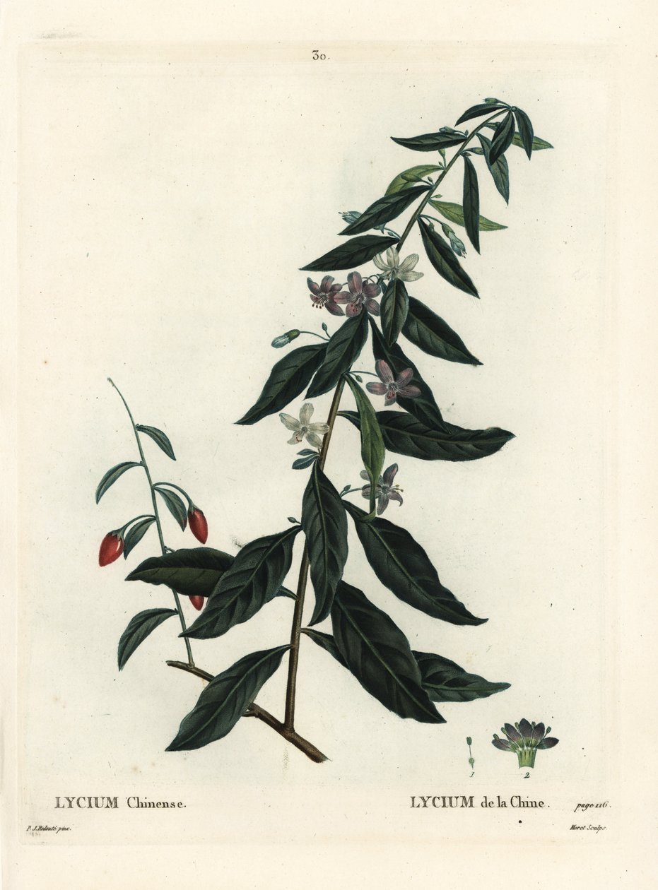 Goji bes of Chinese boksdoorn, Lycium chinense. Handgekleurde stipple gravure door Moret naar een illustratie van Pierre-Joseph Redoute uit Henri Louis Duhamel du Monceau