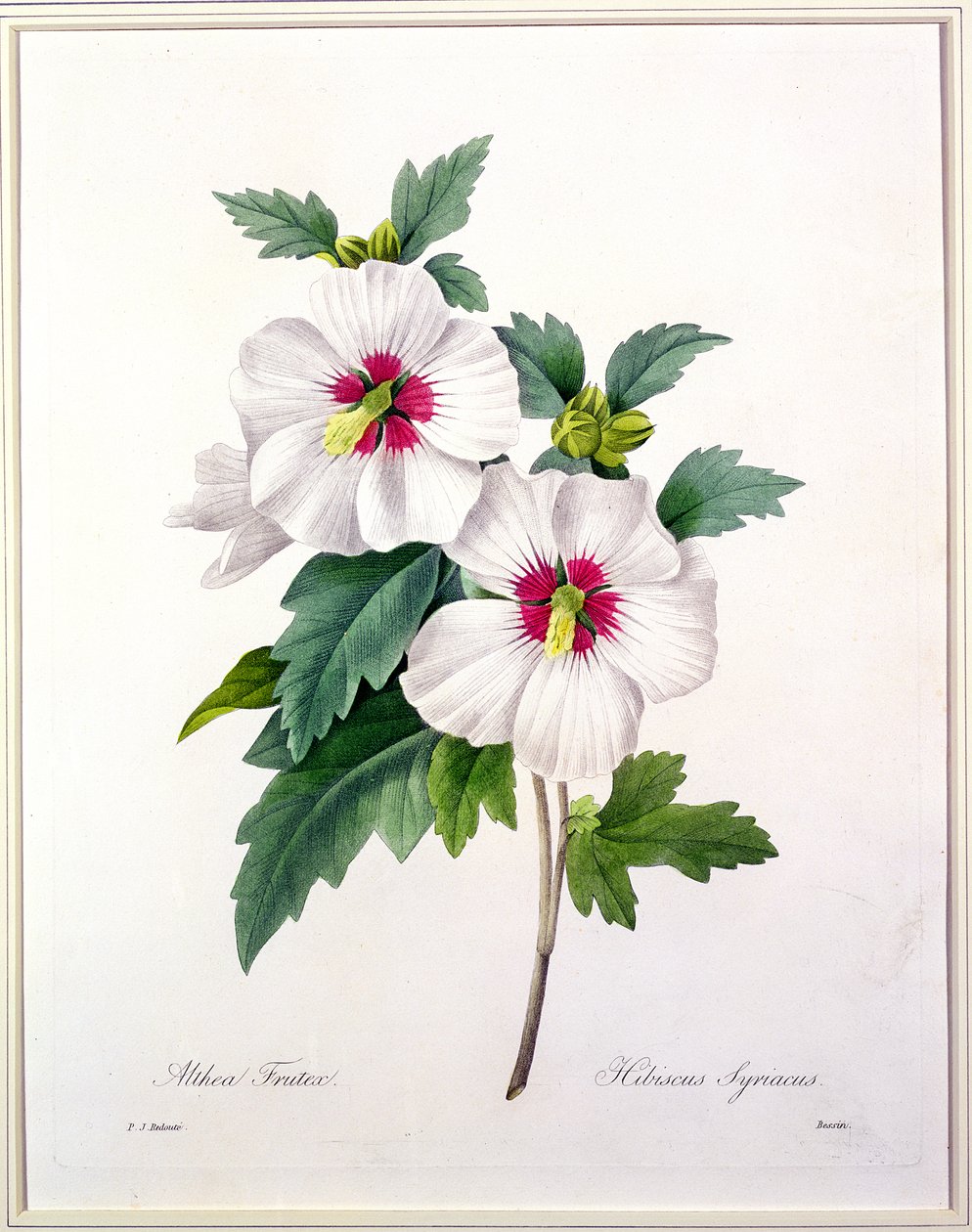 Hibiscus syriacus, gegraveerd door Bessin, uit 