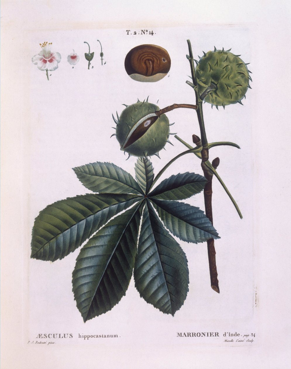 Paardenkastanje of Conkerboom (Aesculus hippocastanum), Henry Louis Duhamel du Monceau, botanische plaat door Pierre Joseph Redouté door Pierre Joseph Redouté