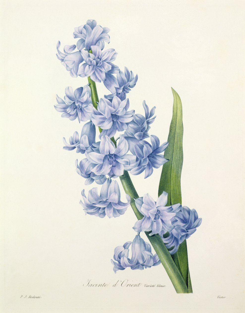 Hyacinthus orientalis (gewone hyacint), gegraveerd door Victor, uit 