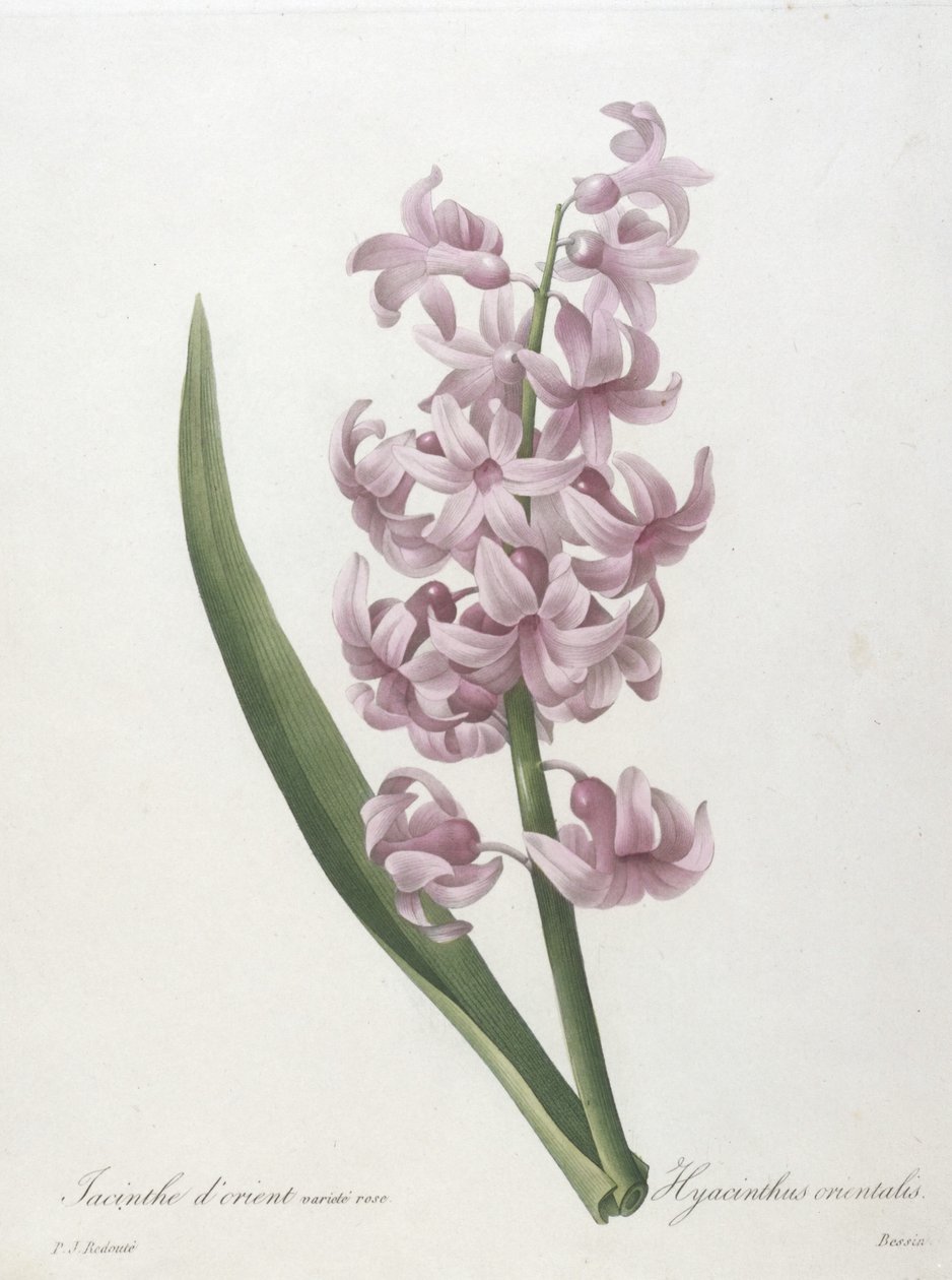 Jacinthe dorient variété rose, Hyacinthus orientalis, uit Choix des Plus Belle Fleurs et des Plus Beaux Fruits, 1827 door Pierre Joseph Redouté
