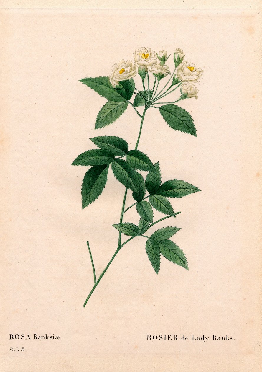 Lady Banks roos, Rosa banksiae var. alba-plena. Handgekleurde stipple kopergravure uit 