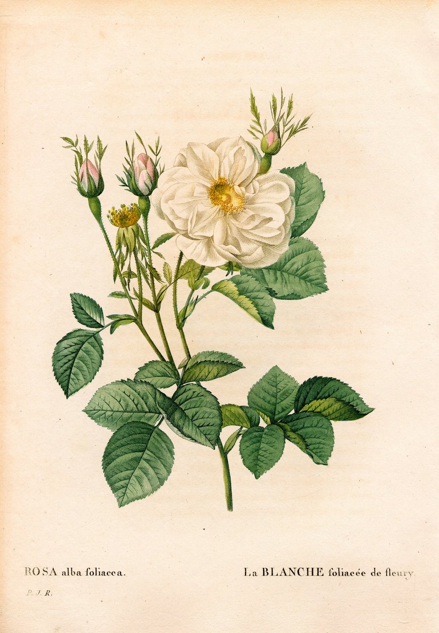 Bladige witte roos van Fleury, Rosa alba variëteit, la blanc foliacee de Fleury. Handgekleurde stipple kopergravure uit Pierre Joseph Redoute