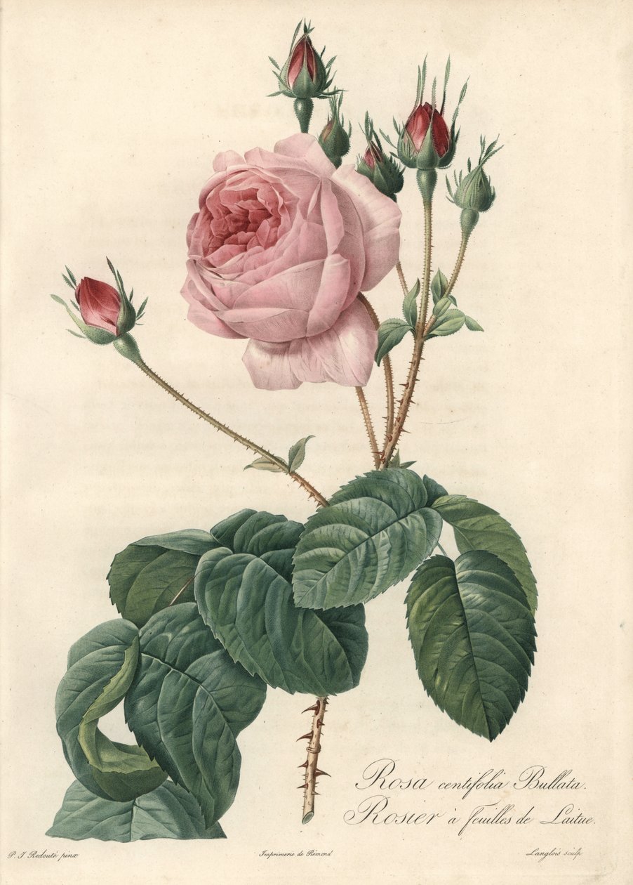 Sla blad roos - Eau forte van Langlois, naar een illustratie van Pierre Joseph Redoute (1759-1840), uit Les Roses door Pierre Joseph Redouté