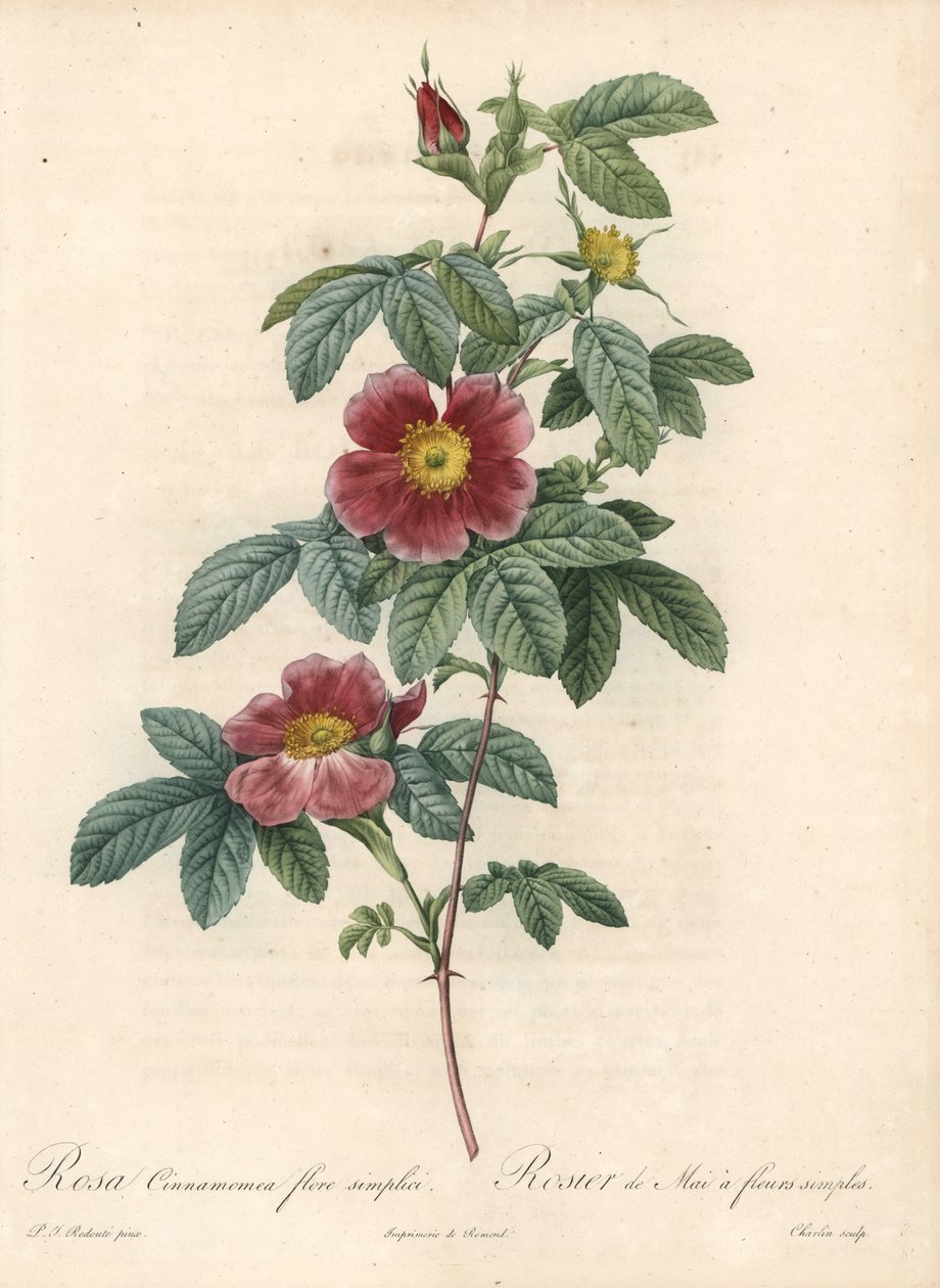 Meiroos of kaneelroos een eenvoudige bloem - Eau forte van Charlin, naar een illustratie van Pierre Joseph Redoute (1759-1840), uit Les Roses door Pierre Joseph Redouté
