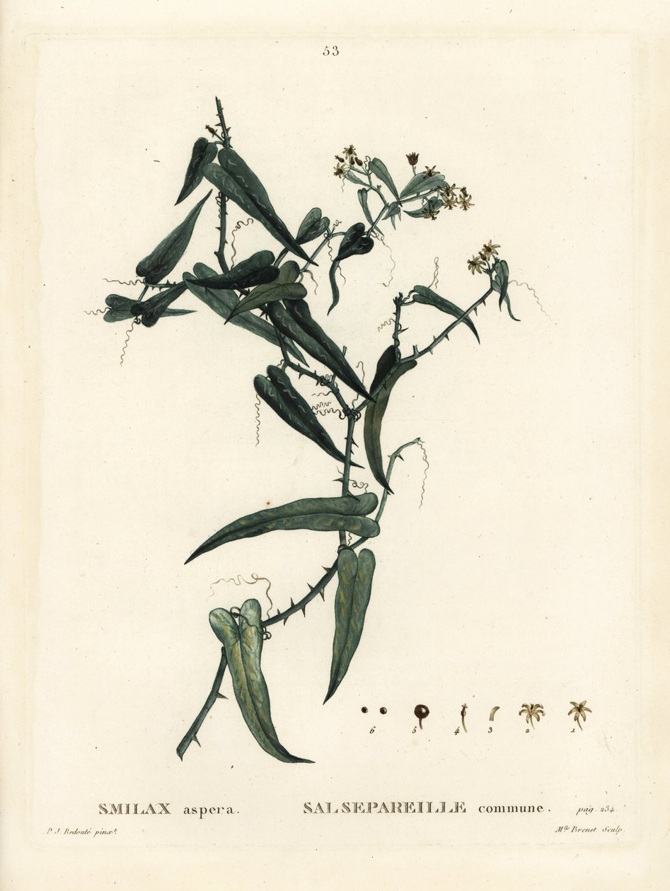 Middellandse Zee smilax door Pierre Joseph Redouté