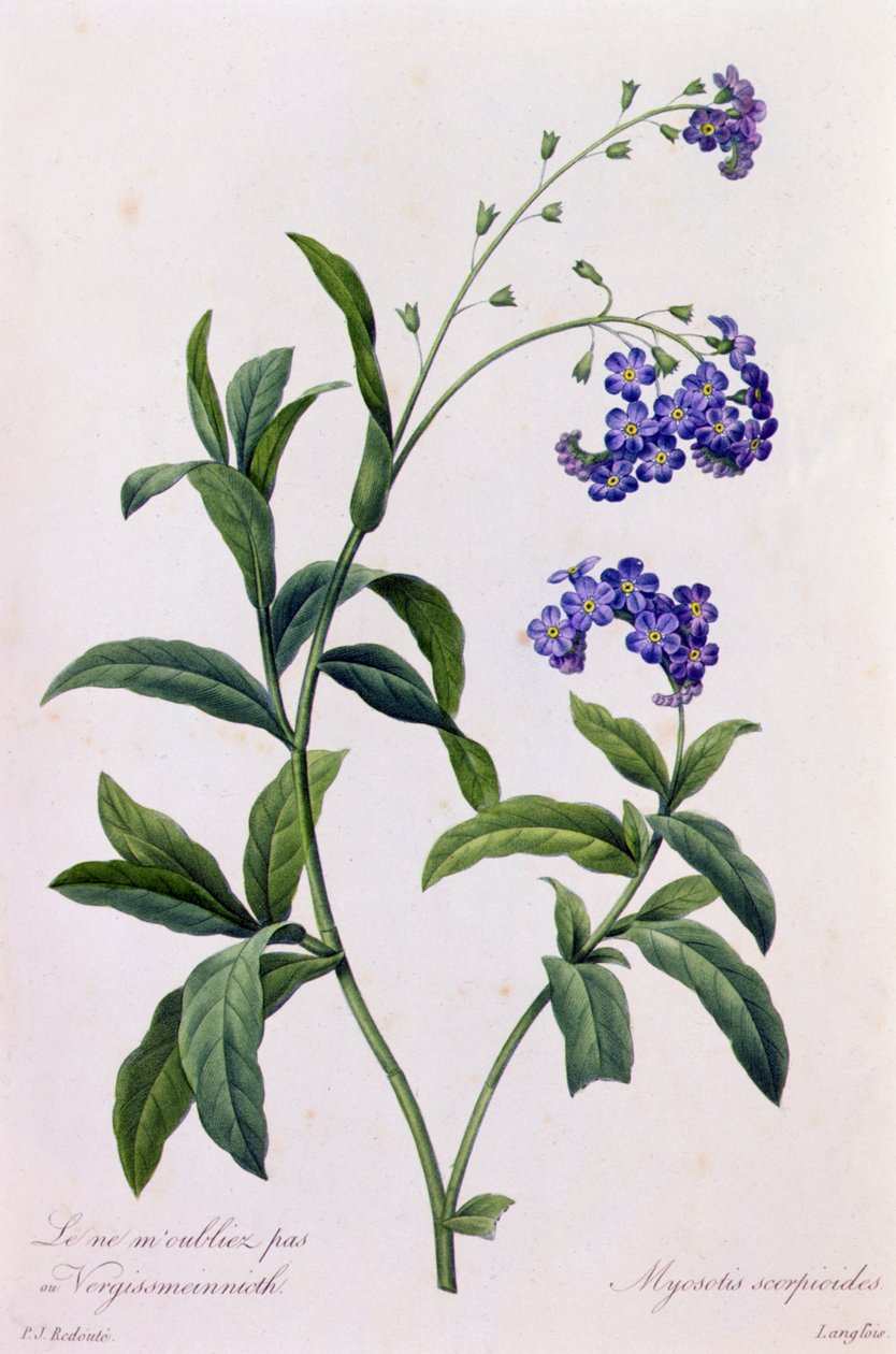Myosotis Scorpiodes door Pierre Joseph Redouté