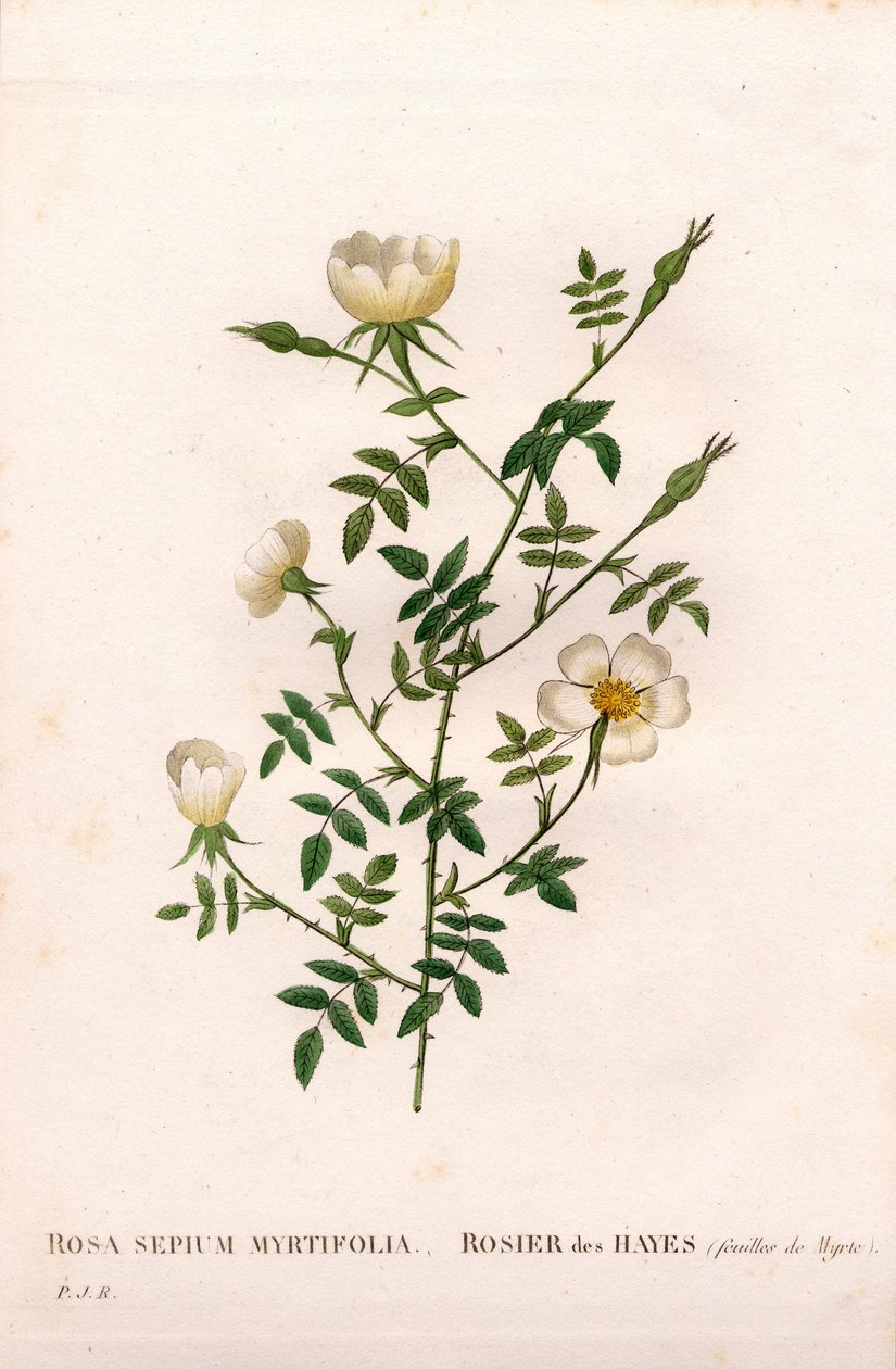 Myrtebladige heggenroos, Rosa aggrestis variëteit, Roos van de heggen met myrtebladeren. Handgekleurde stipple kopergravure uit Pierre Joseph Redoute