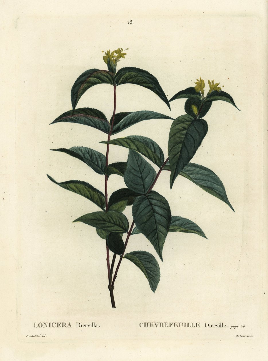 Noordelijke struikgeelster, Diervilla lonicera. Handgekleurde stipple gravure door Du Ruisseau naar een illustratie van Pierre-Joseph Redoute uit Henri Louis Duhamel du Monceau