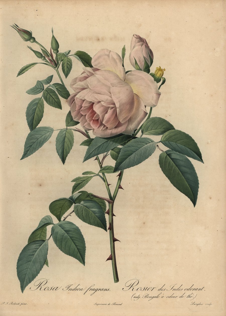 Lichtroze theegeurende roos, Rosa odorata door Pierre-Joseph Redouté