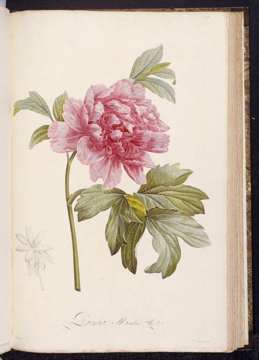 Pioenroos, uit "Beschrijving van Zeldzame en Gecultiveerde Planten in Malmaison en Navarre" door Aime Bonpland, 1812-14 door Pierre Joseph Redouté