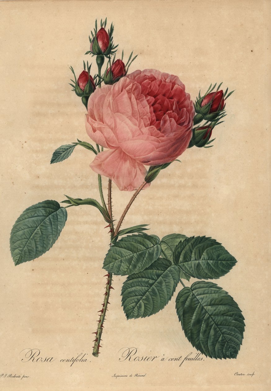 Roze koolroos of Provence roos, Rosa centifolia door Pierre Joseph Redouté