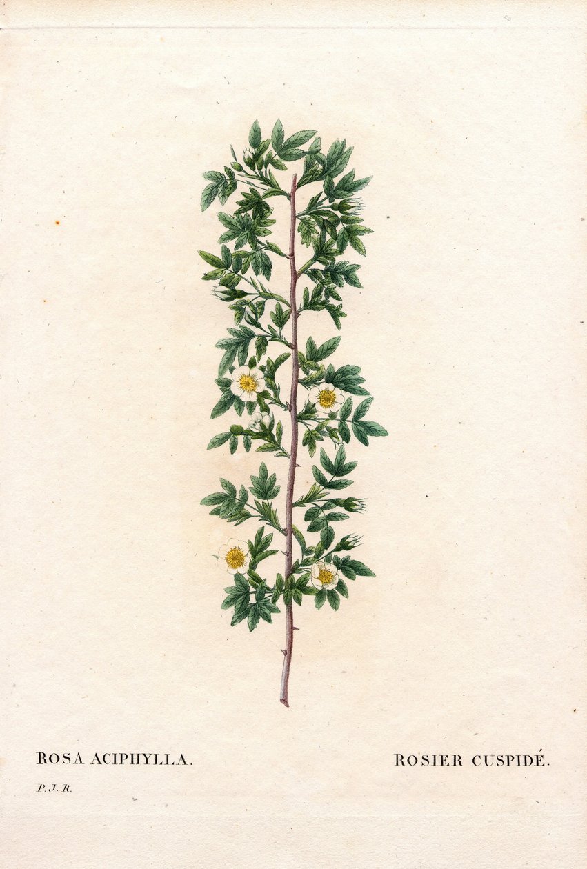 Roze cuspidate, Rosa canina variëteit door Pierre Joseph Redouté