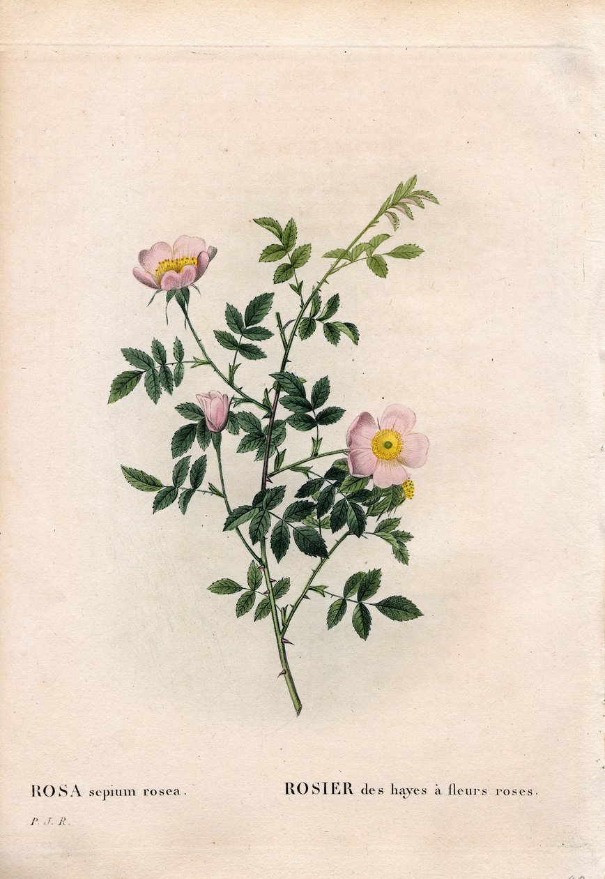 Roze heggenroos, Rosa aggrestis variëteit, Roos van de heggen met roze bloemen. Handgekleurde stipple kopergravure uit Pierre Joseph Redoute