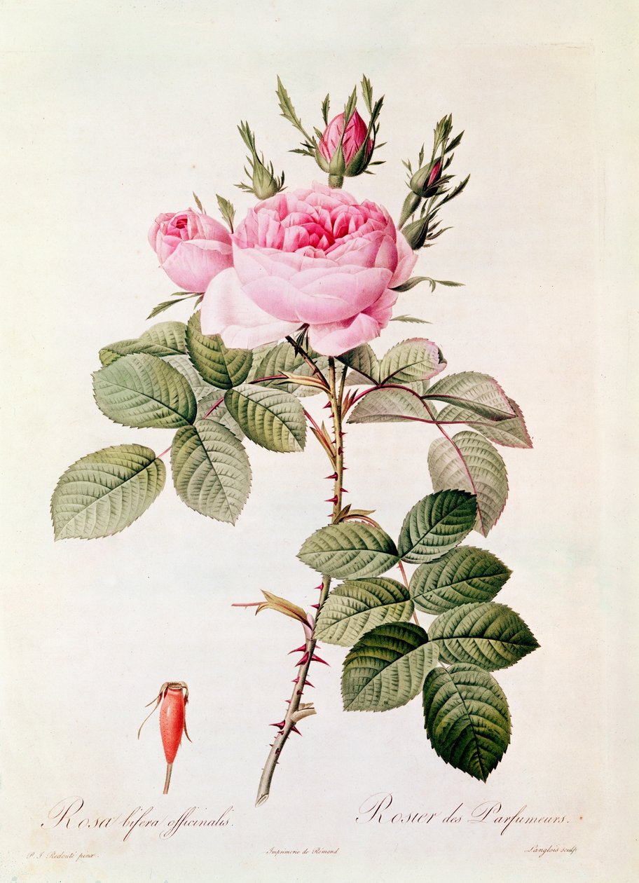 Rosa Bifera Officinalis, uit 
