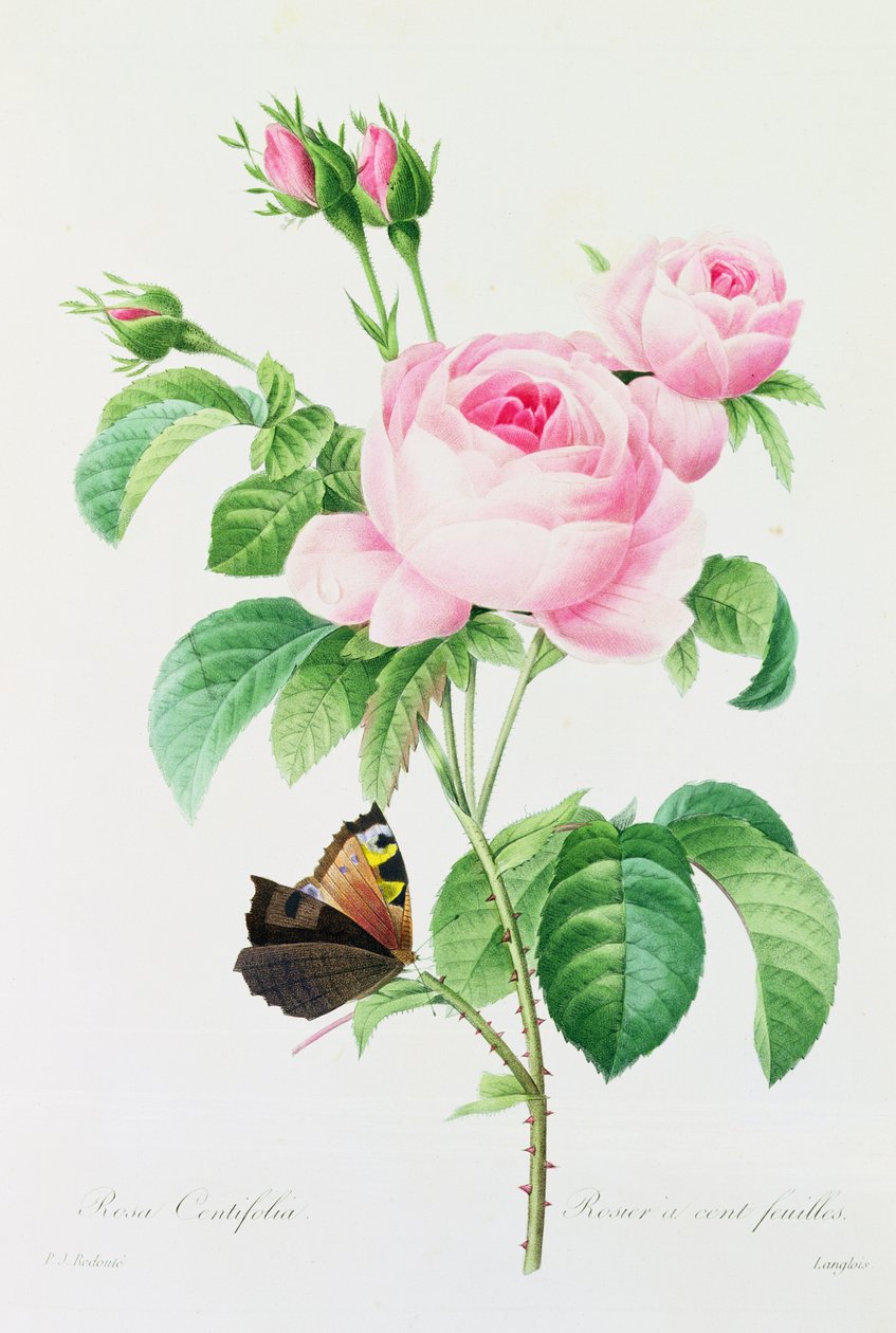 Rosa Centifola door Pierre Joseph Redouté