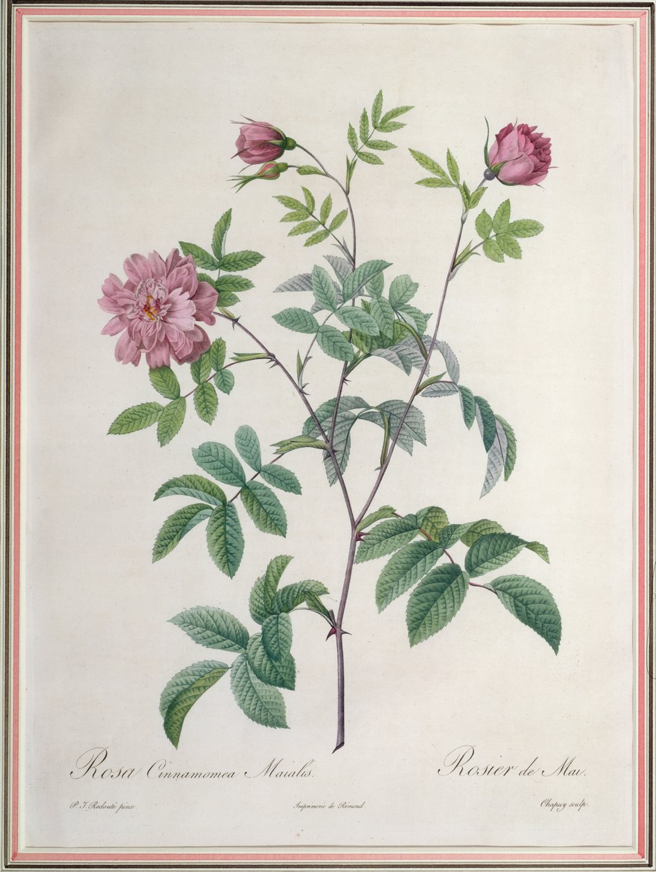 Rosa Cinnamomea Maialis, gegraveerd door Chapuy, gepubliceerd door Remond door Pierre Joseph Redouté