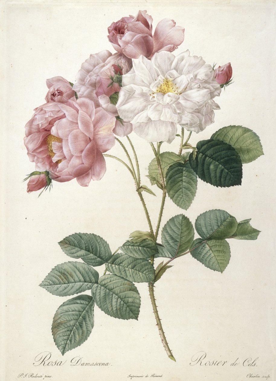 Rosa Damascena, Rosier de Cels, uit Les Roses, 1817-24 (handgekleurde stipple gravure) door Pierre Joseph Redouté