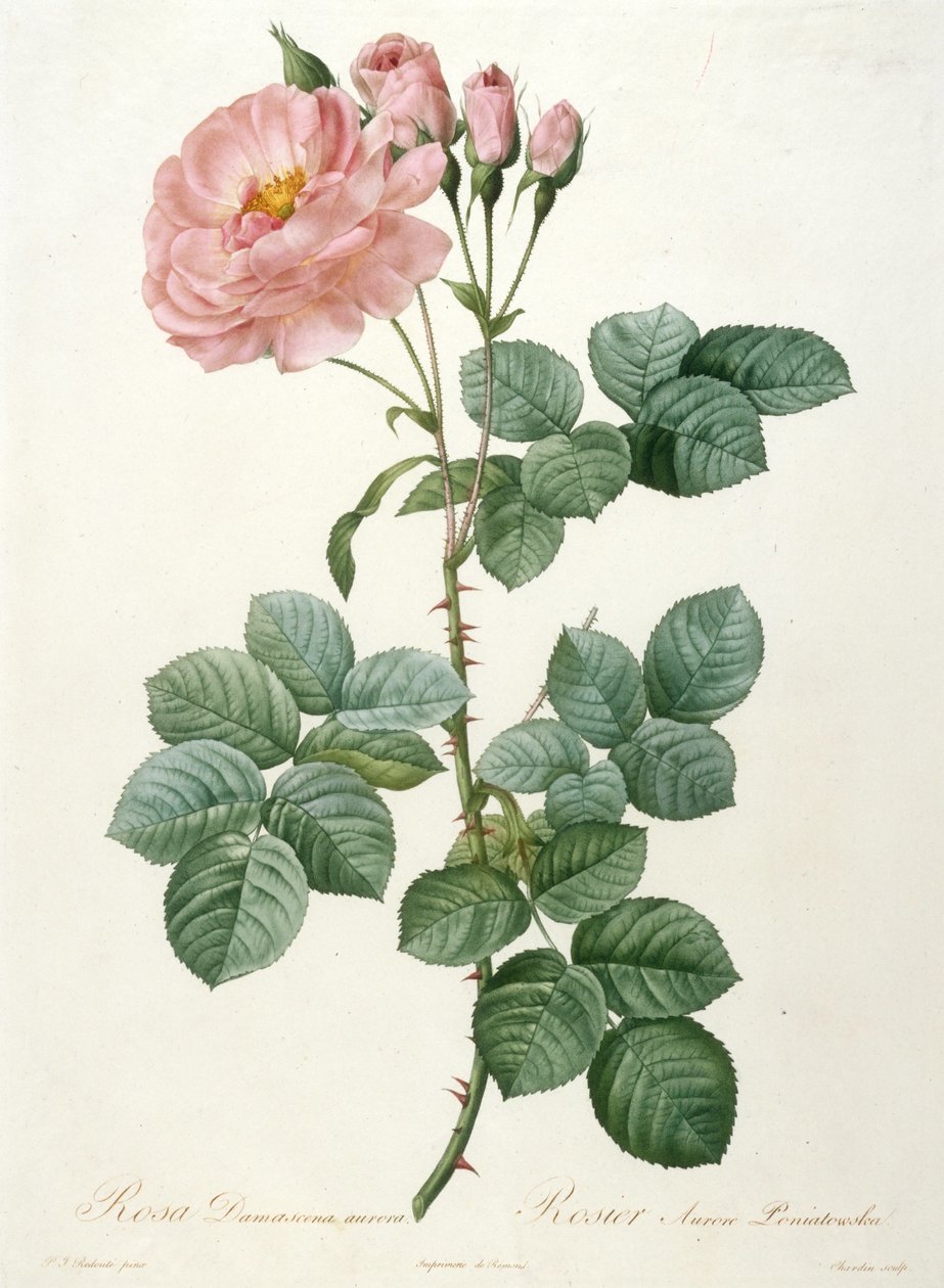 Rosa Damascena aurora, Rosier Aurore Poniatowska uit La Couronne de roses, 1817-1824 door Pierre Joseph Redouté