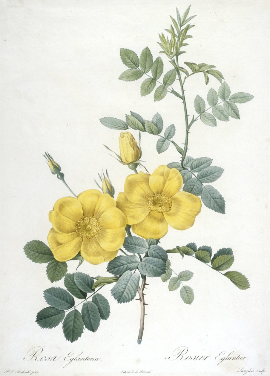 Rosa Eglanteria, Rosier Eglantier, uit Les Roses, 1817-24 (handgekleurde stipple gravure) door Pierre Joseph Redouté