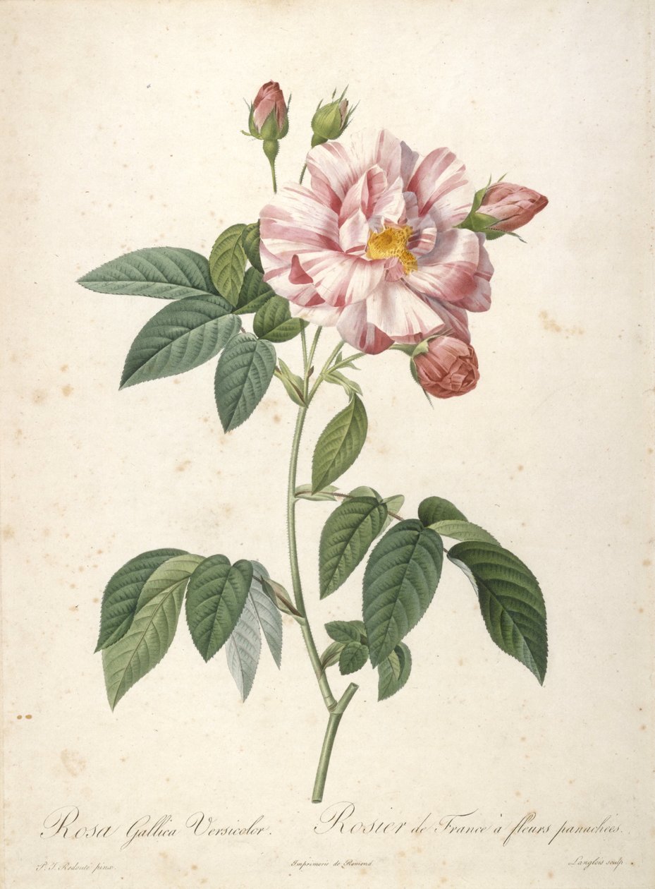 Rosa Gallica Versicolor, Rosier de France a fleurs panachees, uit Les Roses, 1817-24 door Pierre Joseph Redouté