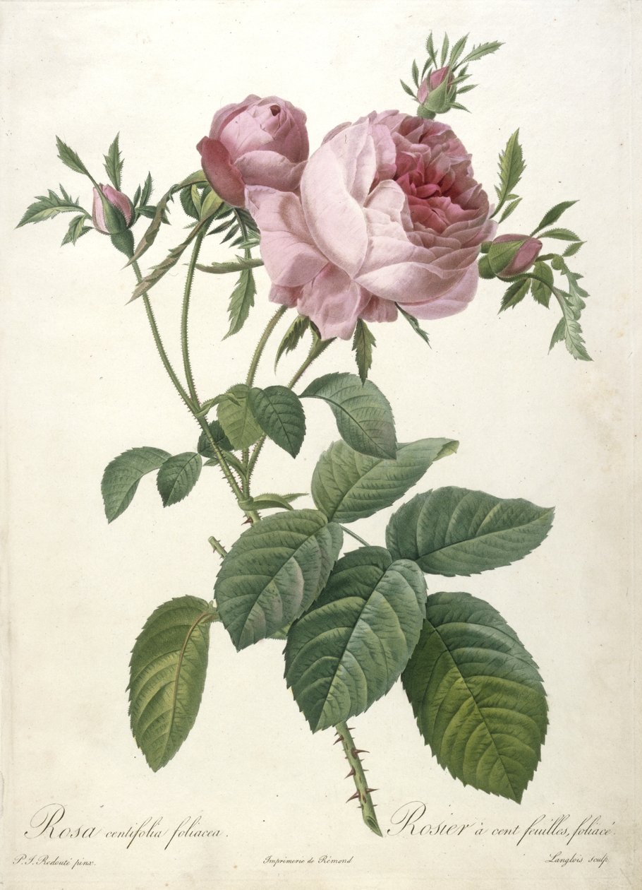 Rosa centifolia foliacea, Rosier a cent feuilles, foliace, uit Les Roses, 1817-24 (handgekleurde stipple gravure) door Pierre Joseph Redouté