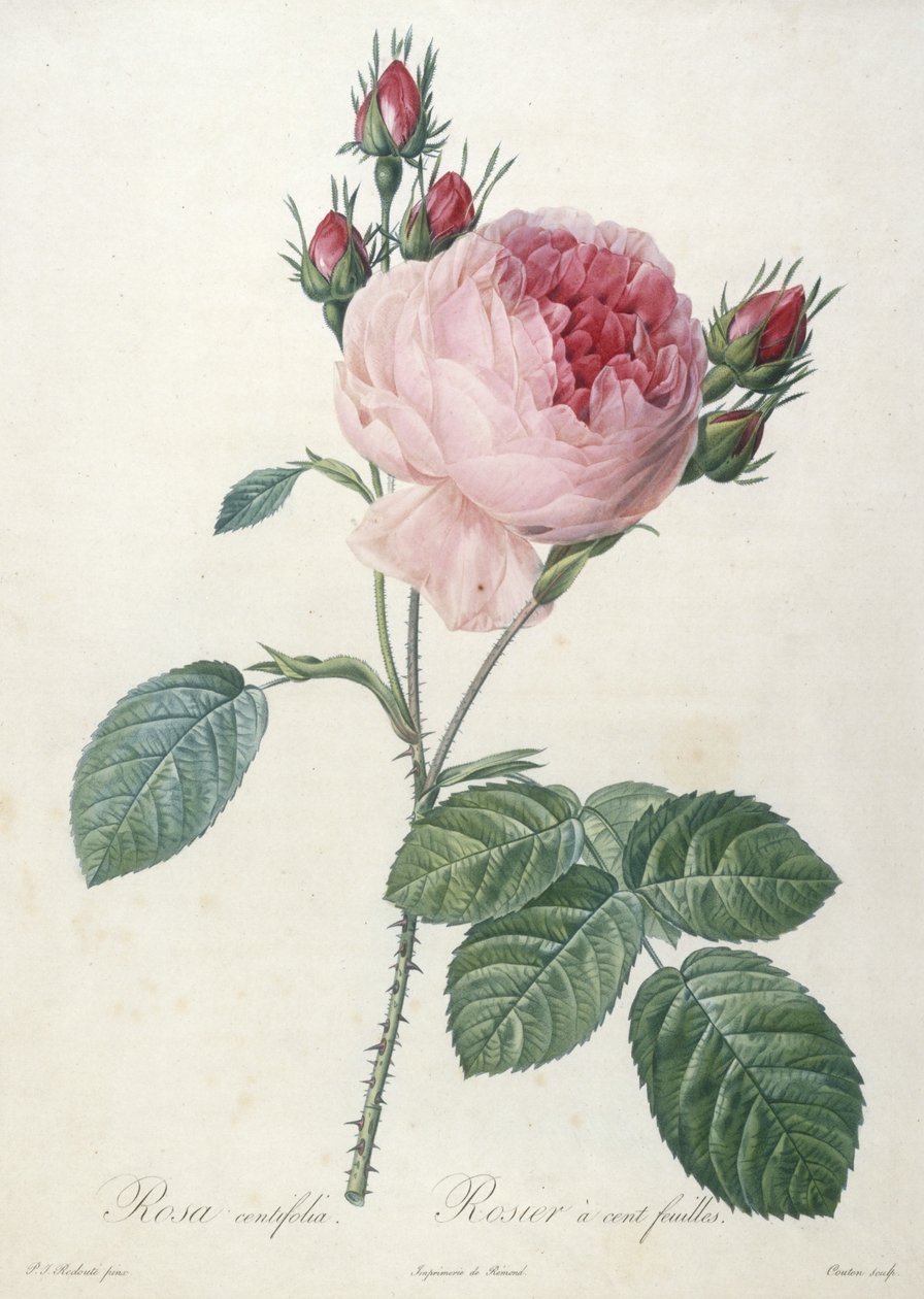 Rosa centrifolia, Rosier a cent feuilles, uit Les Roses, 1817-24 door Pierre Joseph Redouté