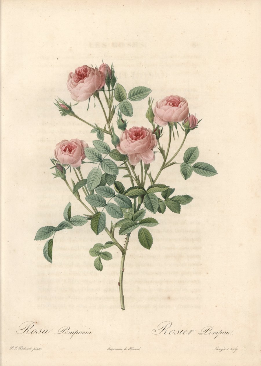 Rose de Meaux met roze bloemen - Ets van Langlois, gebaseerd op een illustratie van Pierre Joseph Redoute (1759-1840), uit Les Roses door Pierre Joseph Redouté
