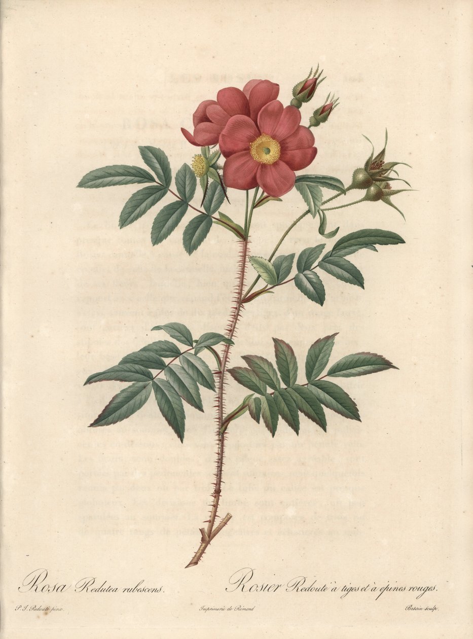 Rosier brillant - Ets door Bessin, naar een illustratie van Pierre Joseph Redoute (1759-1840), uit Les Roses door Pierre Joseph Redouté