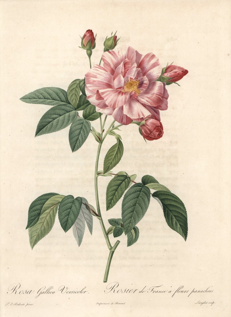 Rosier de France of roos van Provins, variëteit versicolor - Ets van Langlois, van een illustratie van Pierre Joseph Redoute (1759-1840), extract uit Les Roses door Pierre Joseph Redouté