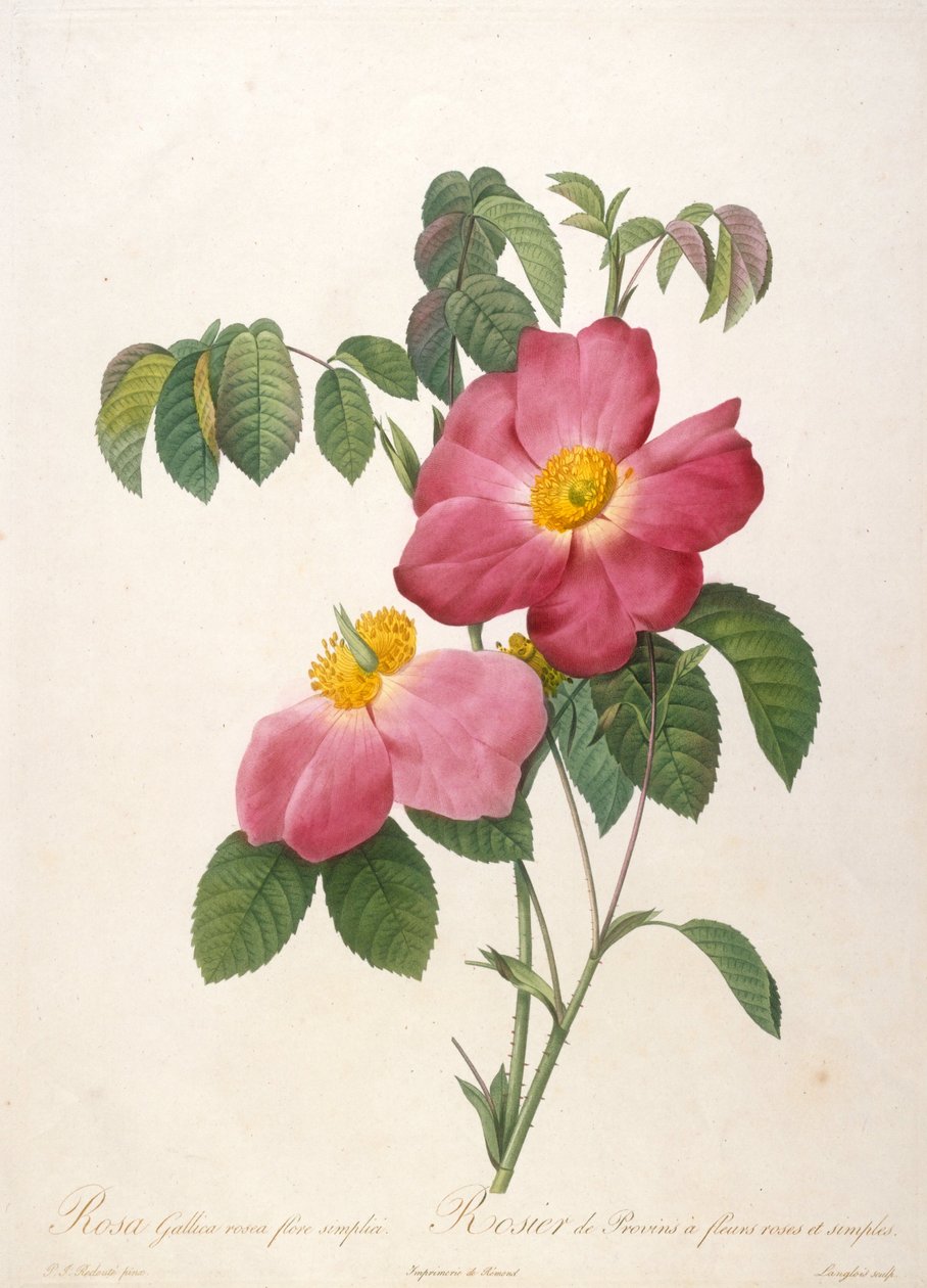Rosier de Provinsi uit La Couronne de roses, 1817-1824 door Pierre Joseph Redouté