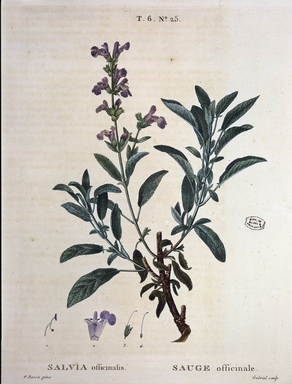 Salie officinale - in "Nouveau Duhamel ou traité des arbres et arbustes que le crove en France", tekeningen door P.J. Redouté en P. Bessa, Parijs door Pierre Joseph Redouté