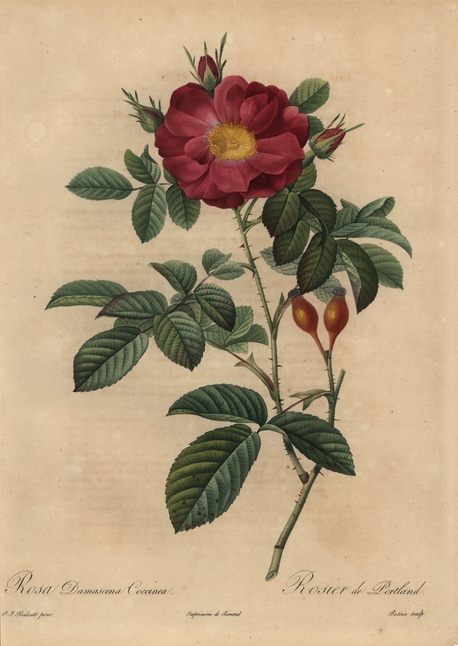 Scharlaken damastroos, Rosa damascena door Pierre-Joseph Redouté
