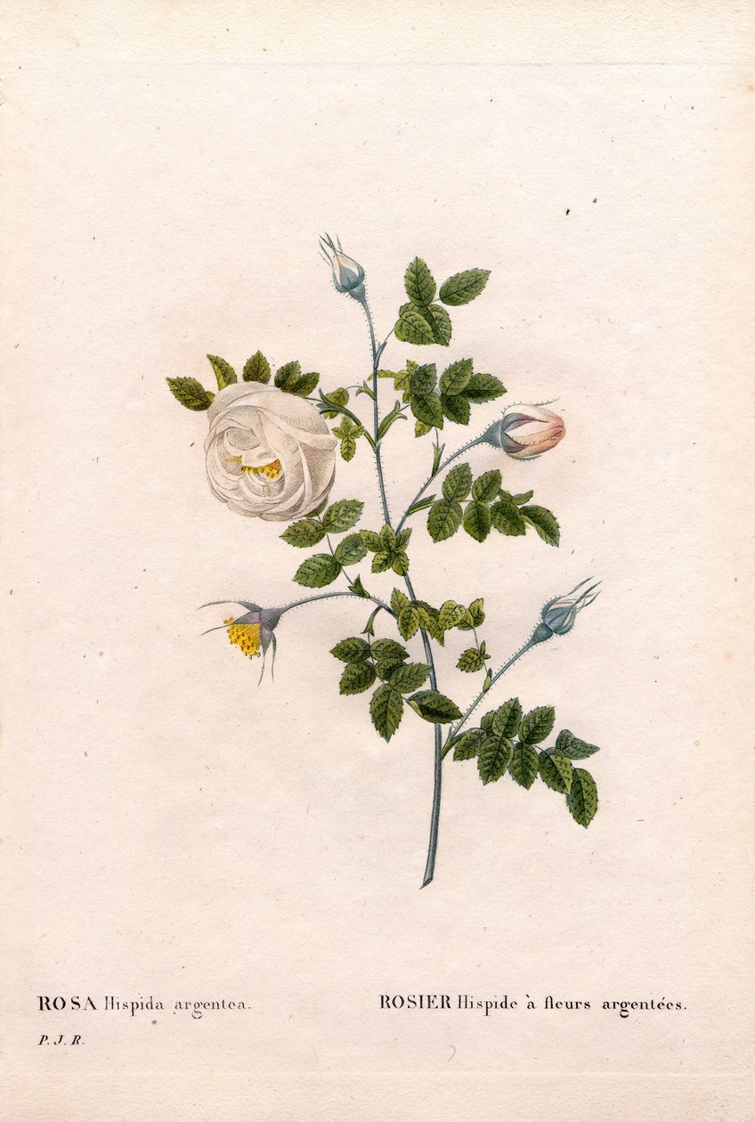 Zilverbloemige roos hispid, Rosa tomentosa variëteit, Roze Roos met zilveren bloemen. Handgekleurde stipple kopergravure uit Pierre Joseph Redoute