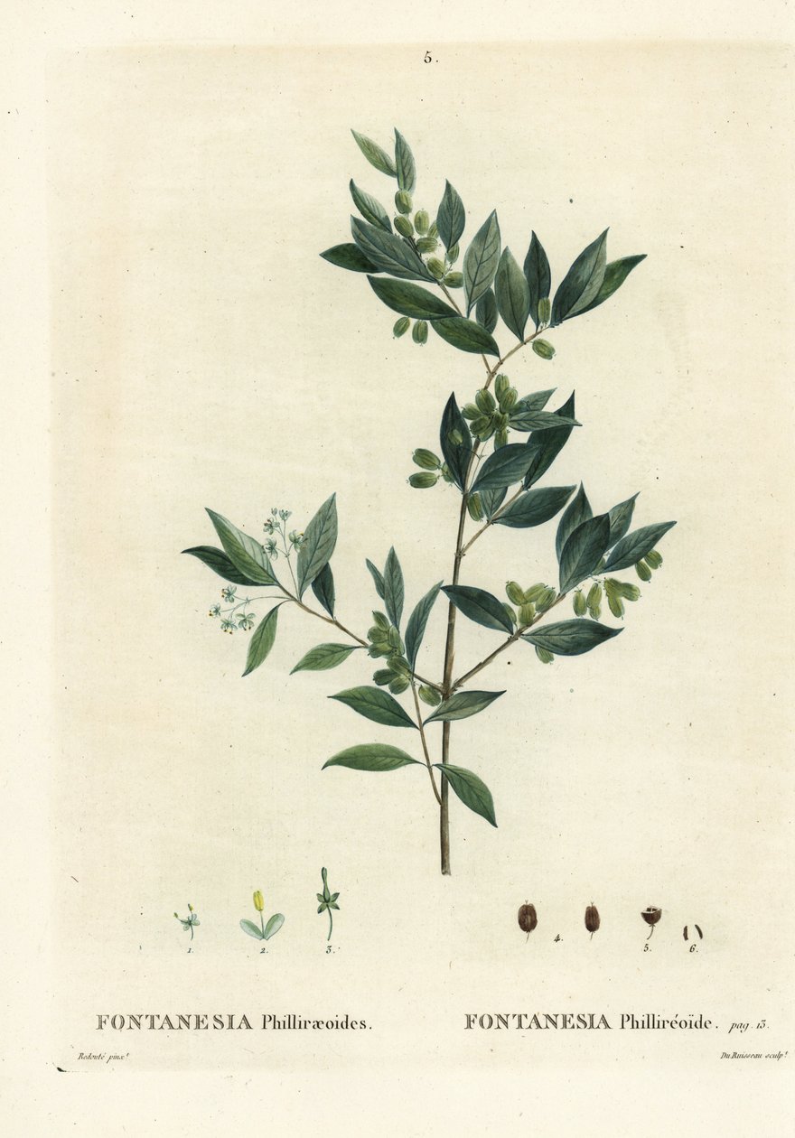Syrische liguster, Fontanesia phillyreoides door Pierre Joseph Redouté