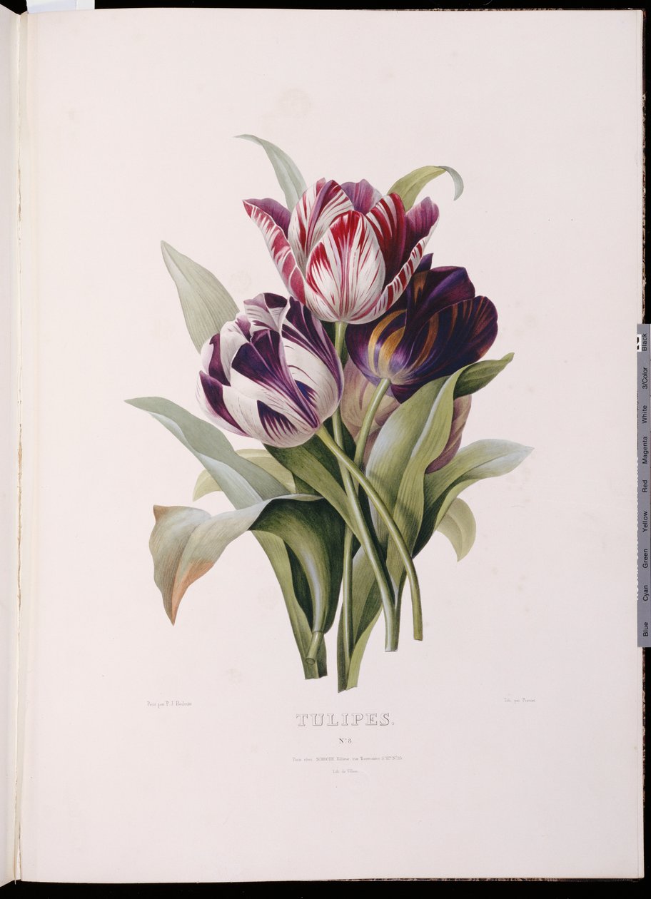Tulpen, uit "Een fijne serie bloemboeketten" door Pierre Joseph Redouté