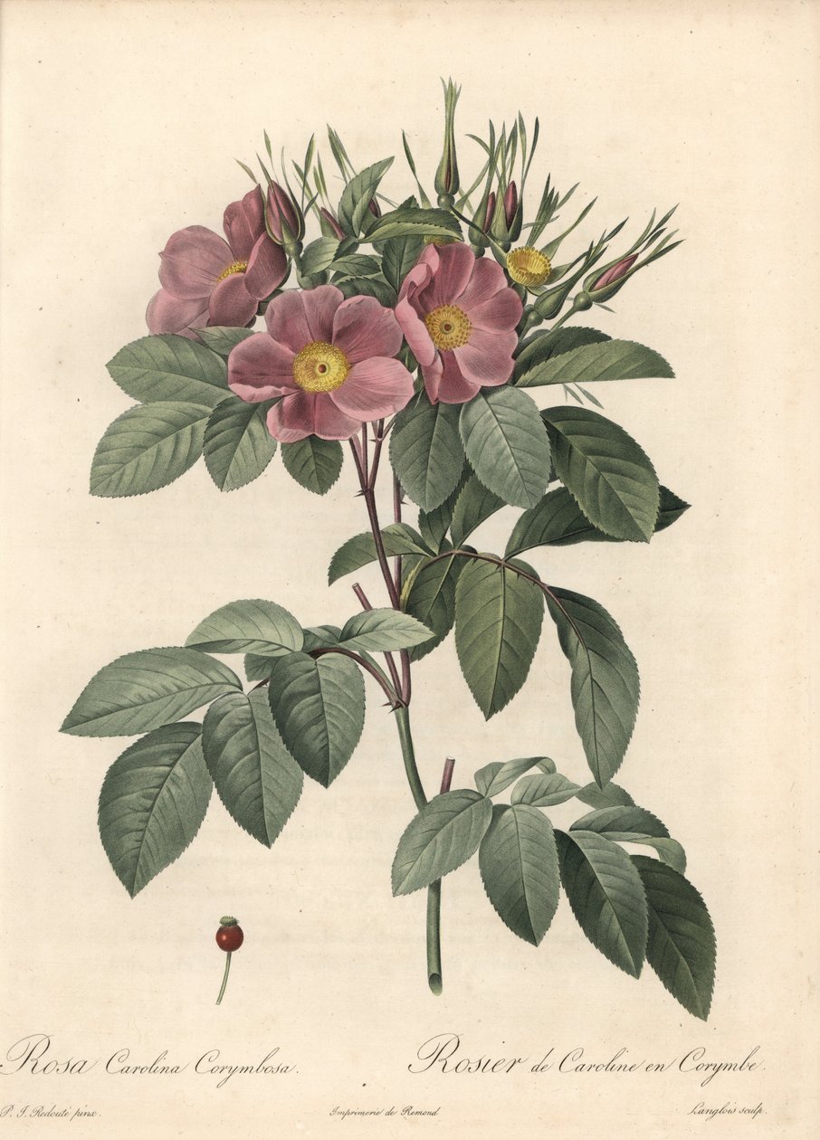 Virginia roos, donkere bloemen - Ets van Langlois, gebaseerd op een illustratie van Pierre Joseph Redoute (1759-1840), uit Les Roses door Pierre Joseph Redouté
