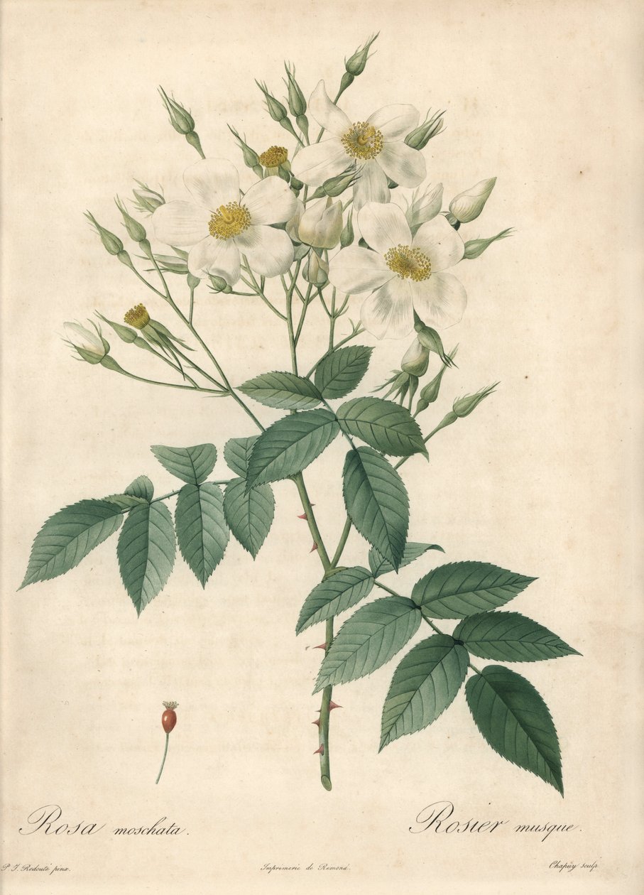 Witte bloemen muskusroos door Pierre Joseph Redouté