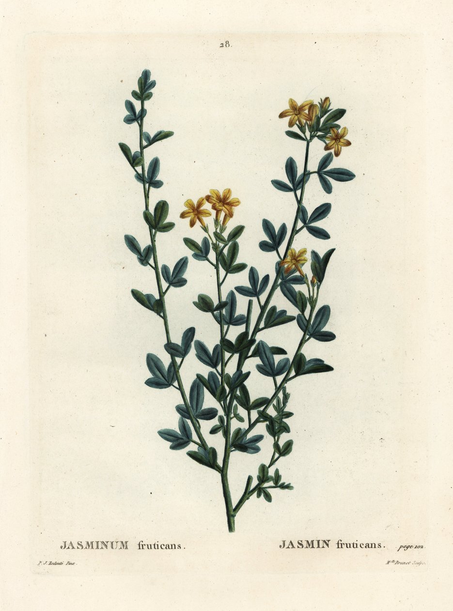 Wilde of gele jasmijn, Jasminum fruticans door Pierre Joseph Redouté
